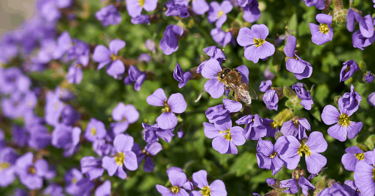 a_21 Aubrieta Deltoidea