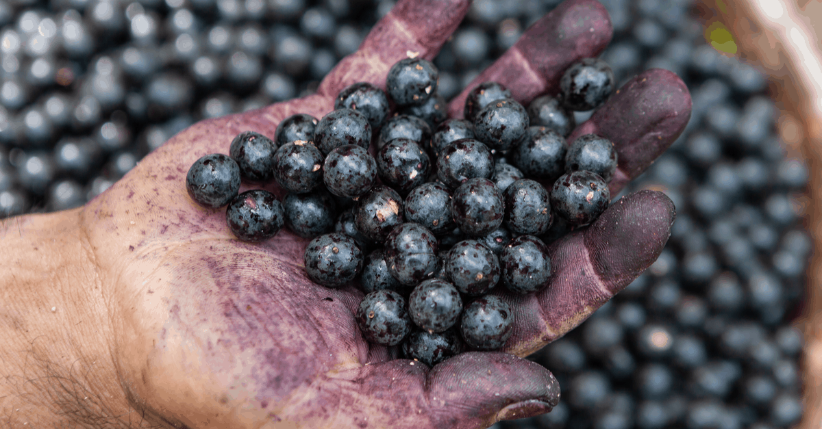 acai_04 man harvests acai berries