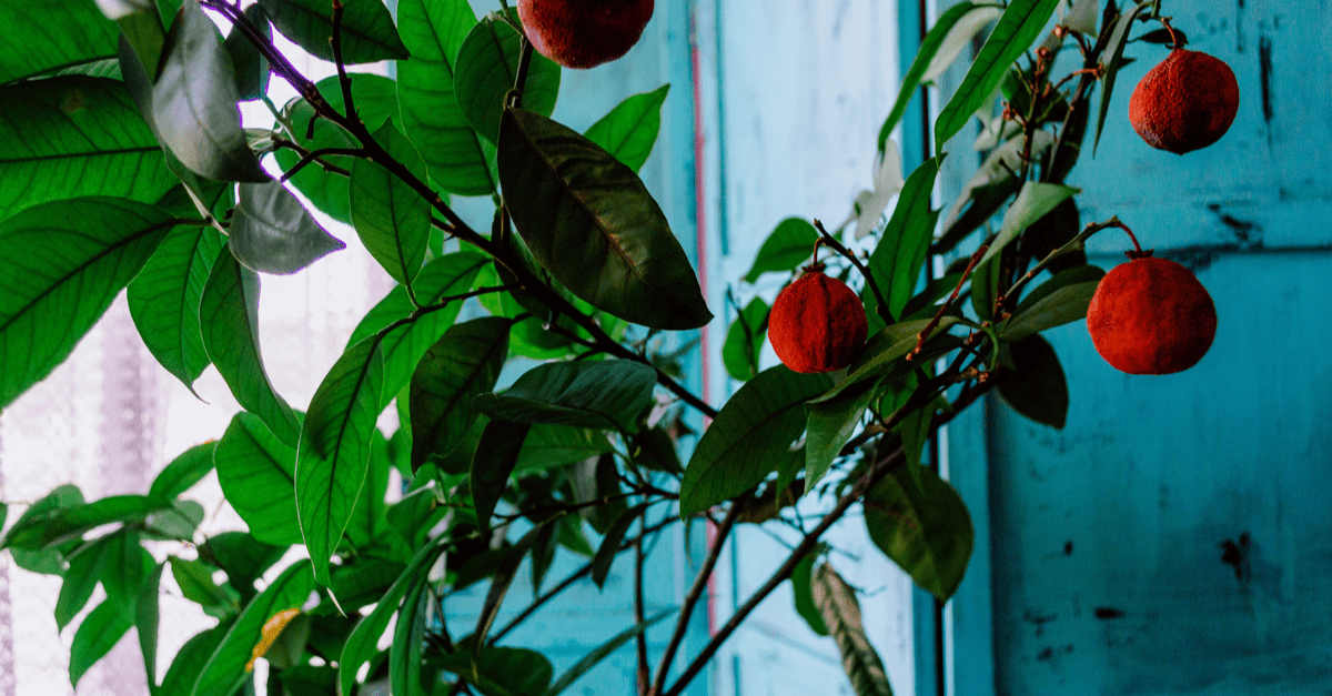 african_cherry_orange_02 harvest african cherry orange