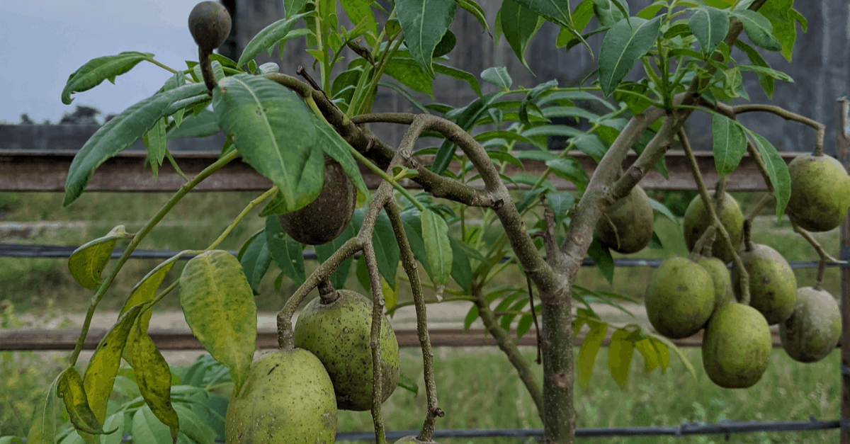 Ambarella harvest