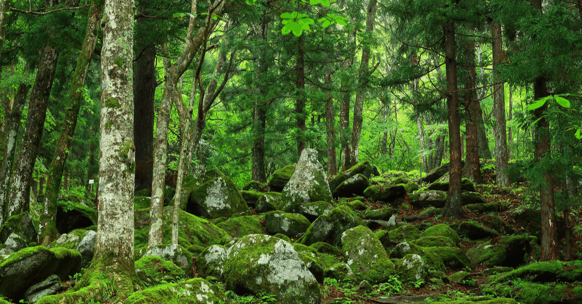 arhat_02 arhat forrest