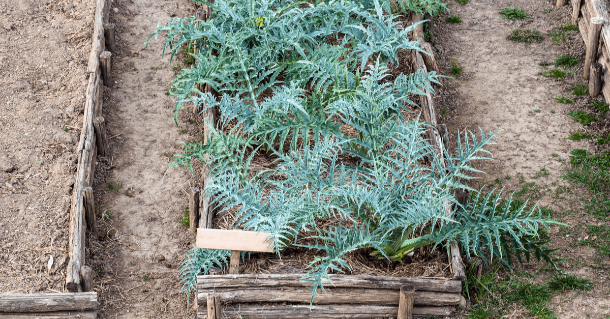 artichoke_02 artichoke growing in garden