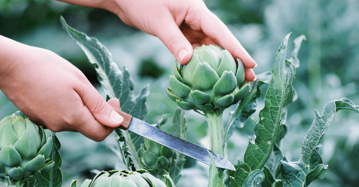 artichoke_04 harvest artichoke