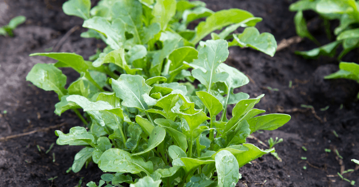 arugula_02 Arugula Garden