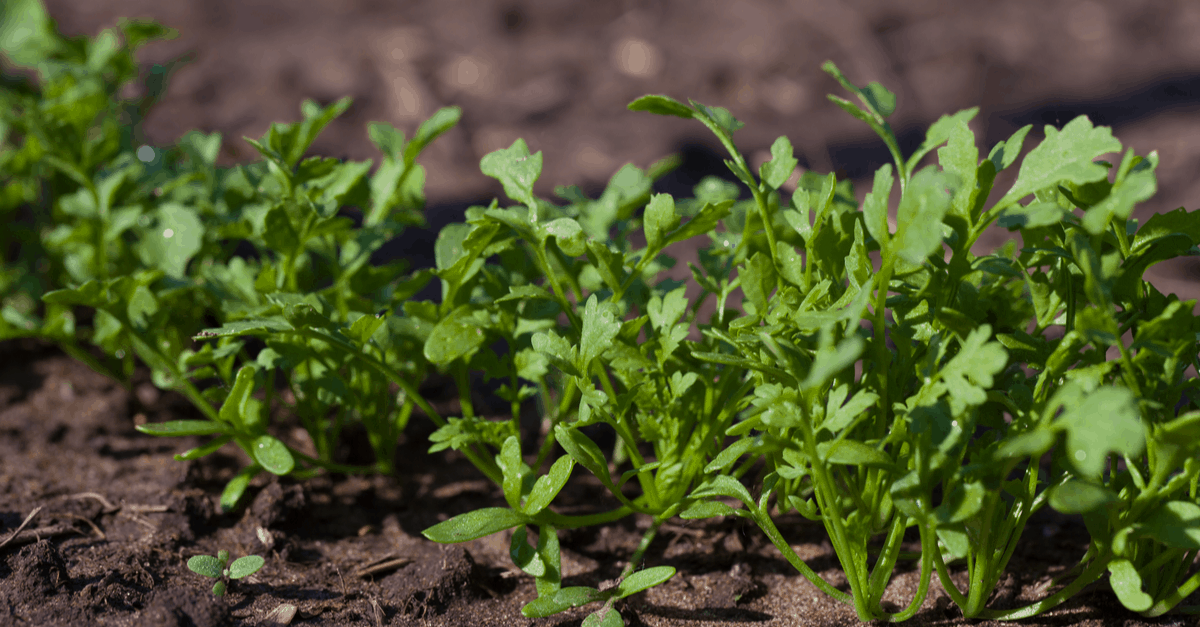 arugula_03 Arugula ready to harvest