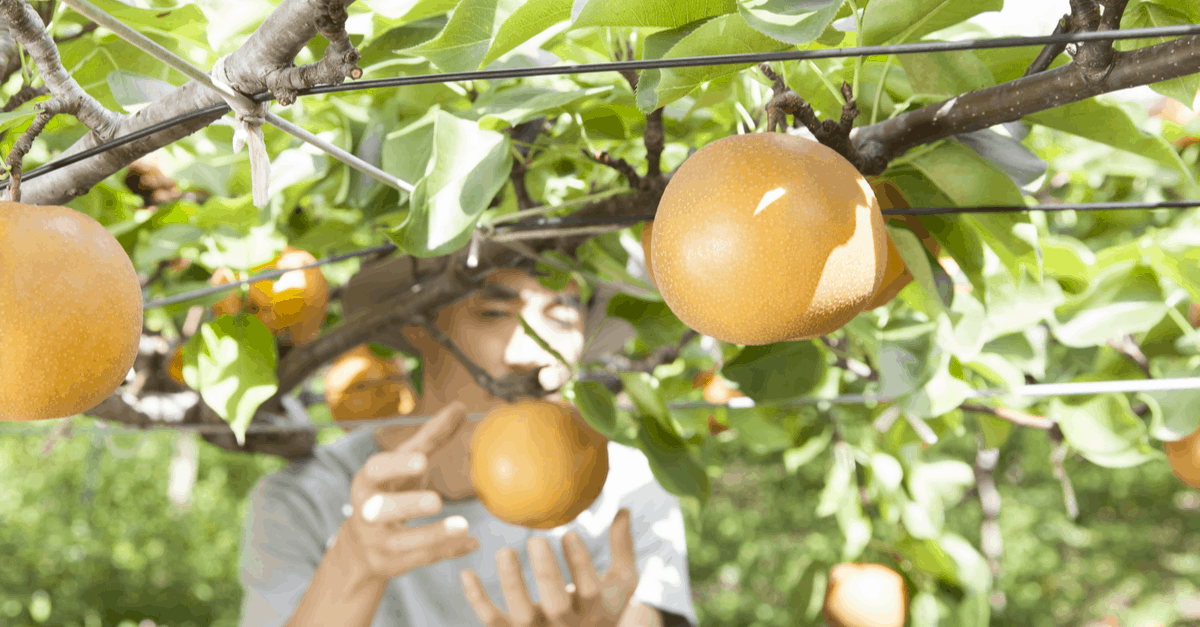 asian_pear_04 person harvesting asian pear trees