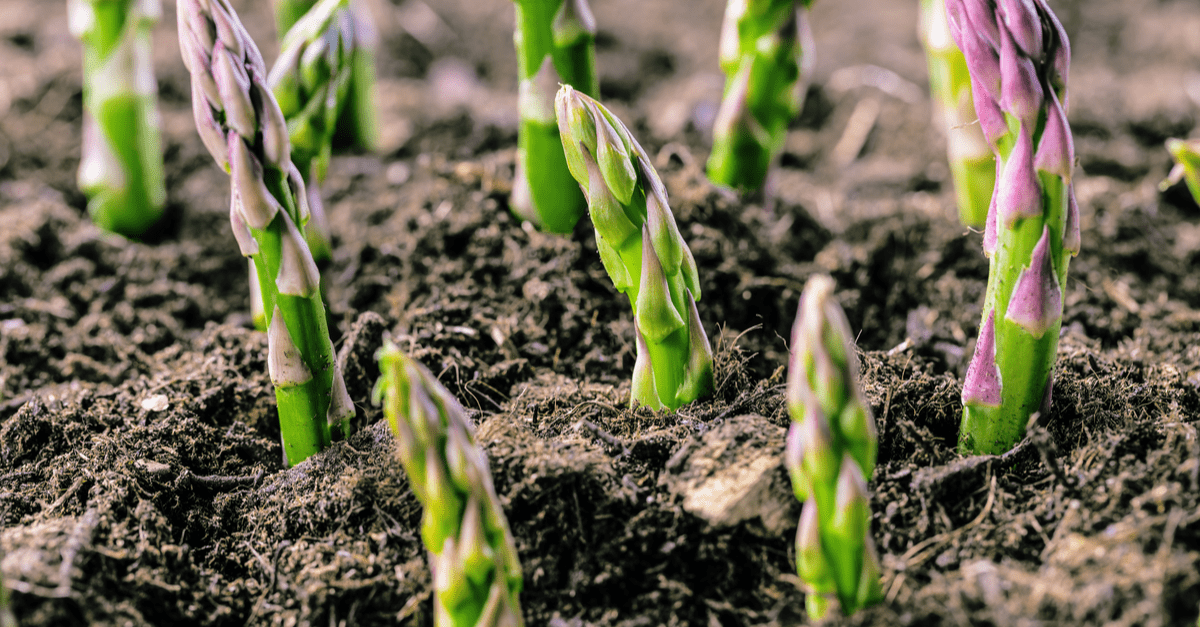 asparagus_02 plant asparagus