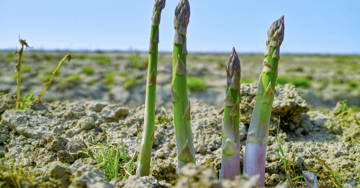 asparagus_03 grow asparagus