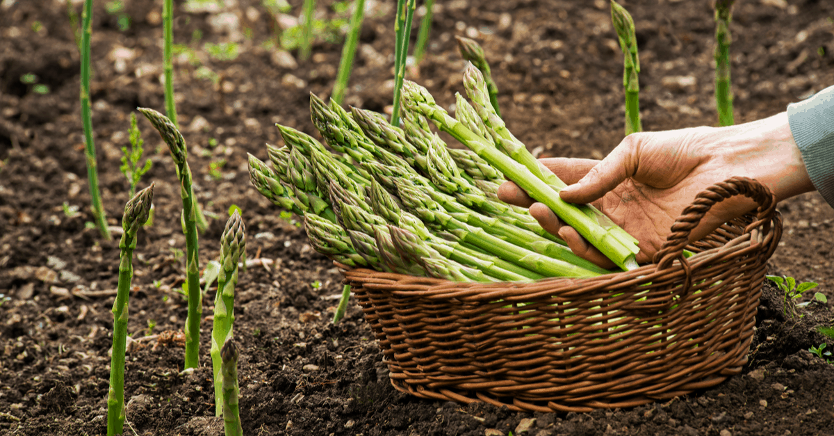 asparagus_04 harvest asparagus