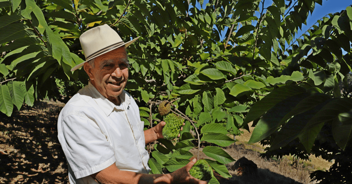 atemoya_02 harvest atemoya tree