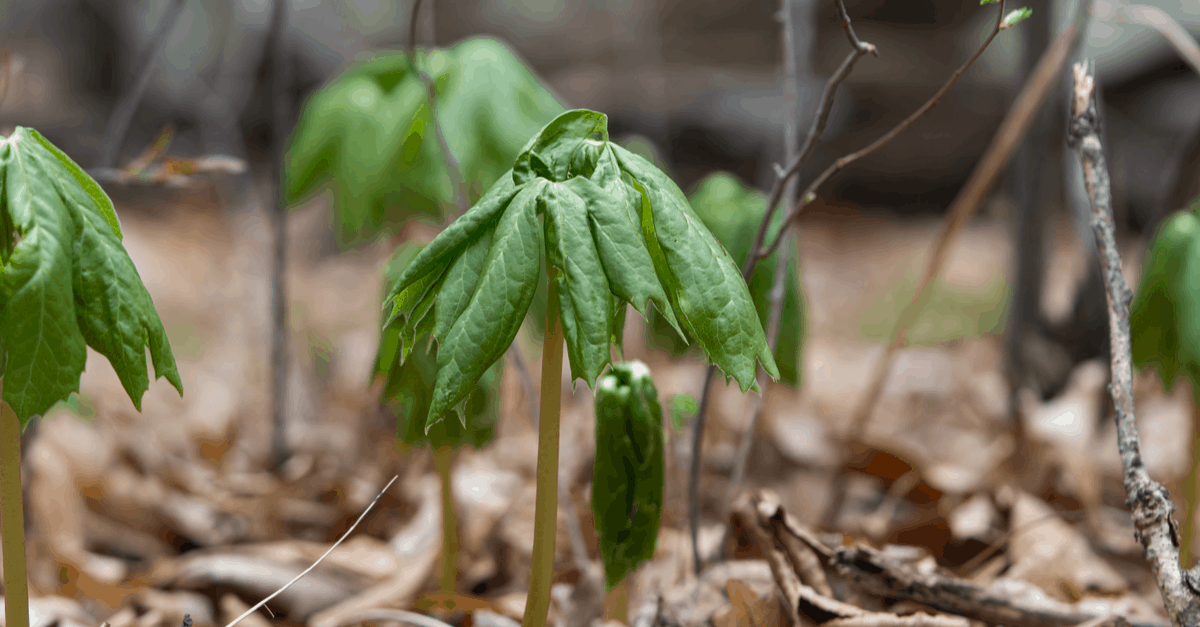 mayapple_03 American mayapple