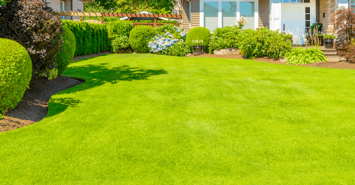 how to have the greenest grass