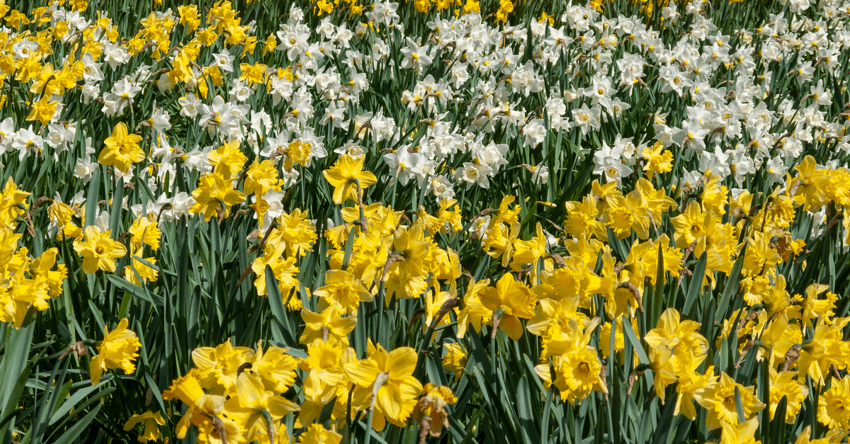 N_02 Narcissus