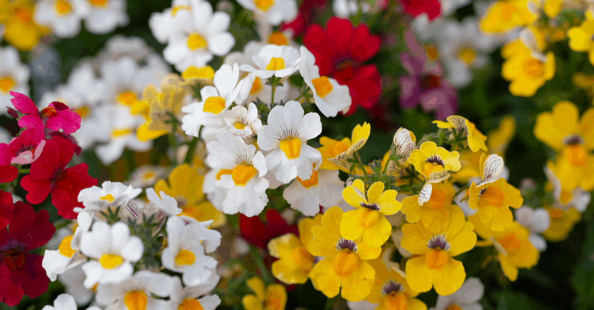 Flowers That Start With The Letter N Trim That Weed