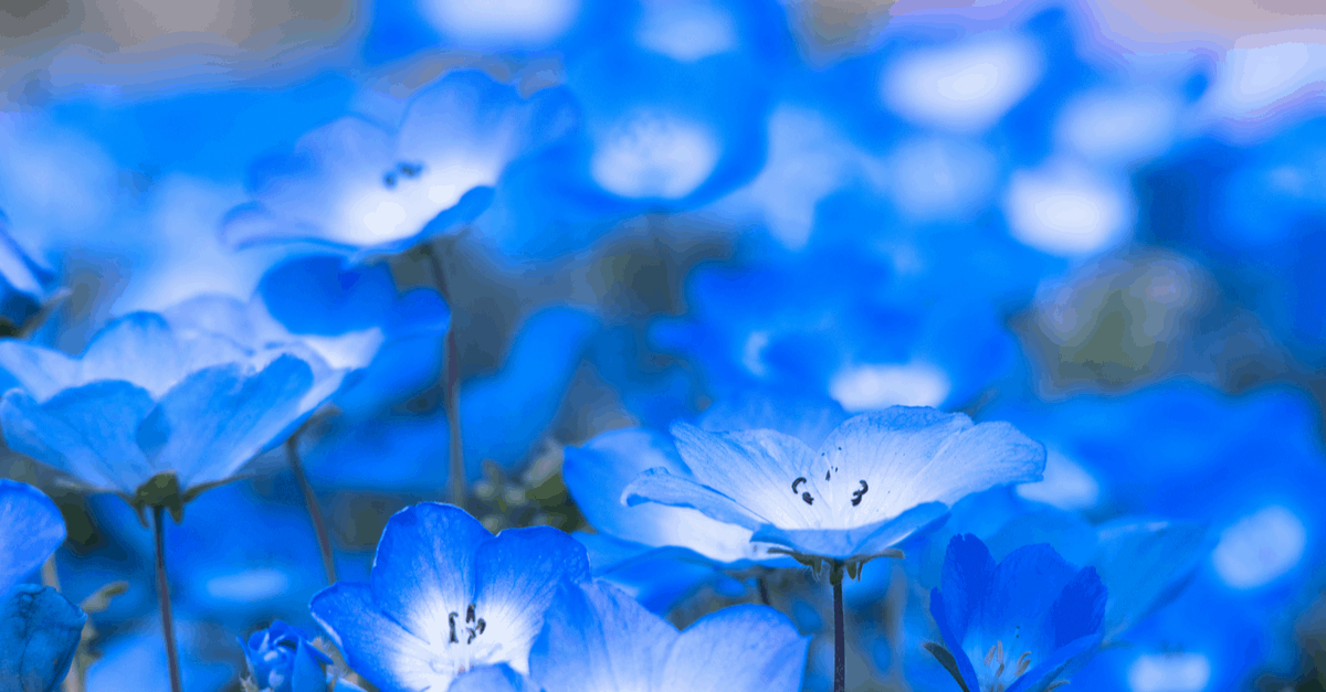N_05 Nemophila