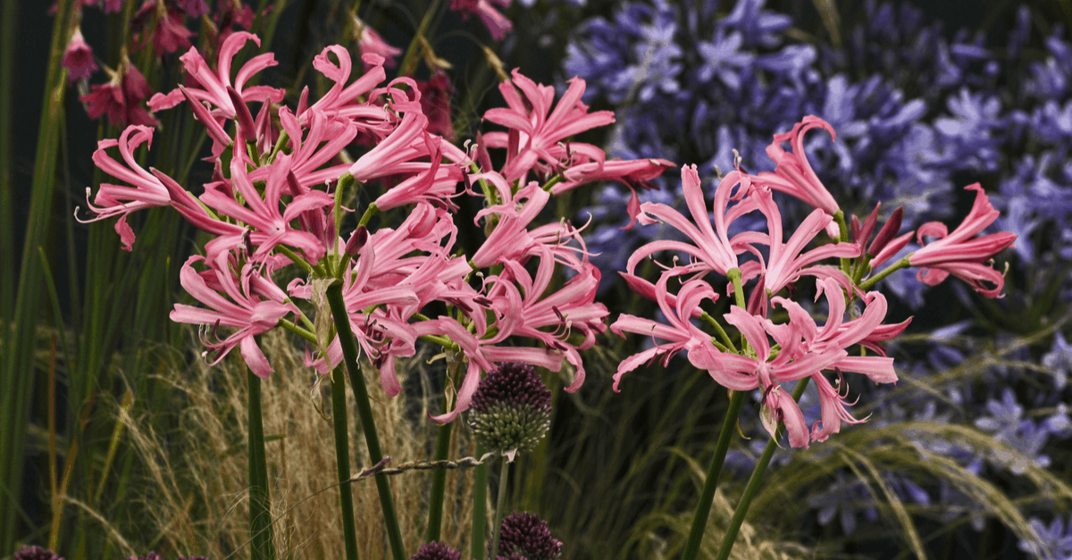 N_07 Nerine