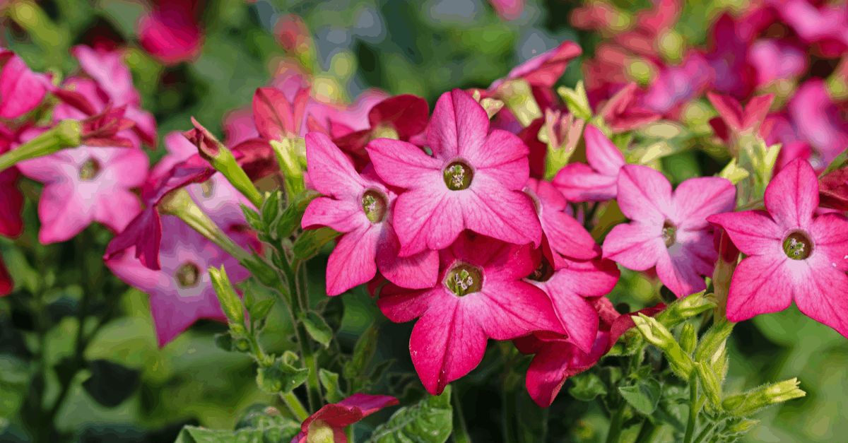 N_08 Nicotiana