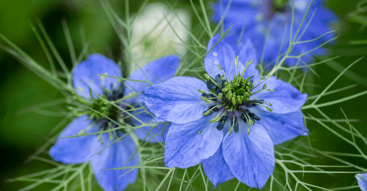 N_10 Nigella