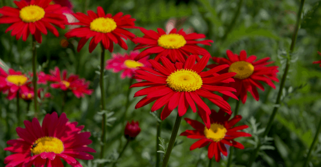 Flowers That Start With The Letter P Trim That Weed