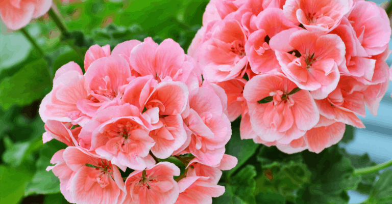 Flowers That Start With The Letter P Trim That Weed