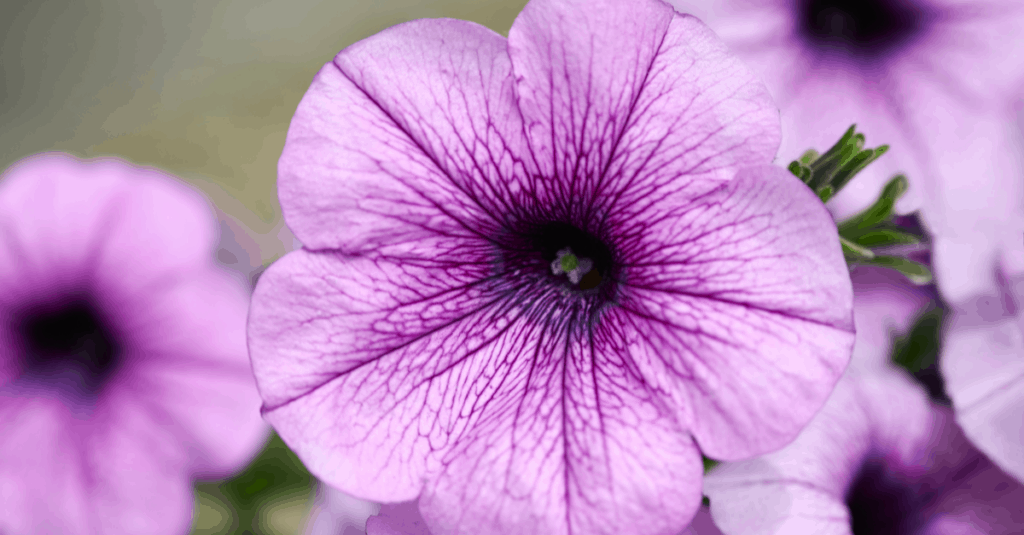 Flowers That Start With The Letter P Trim That Weed