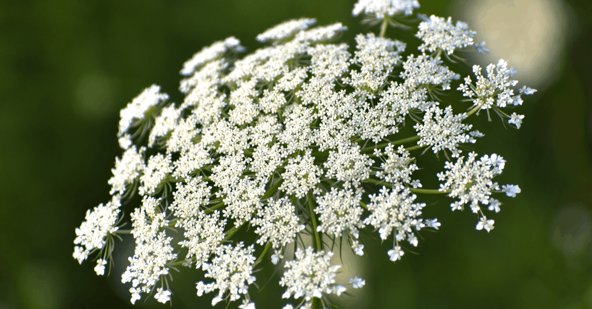 Q_03 Queen Anne's Lace