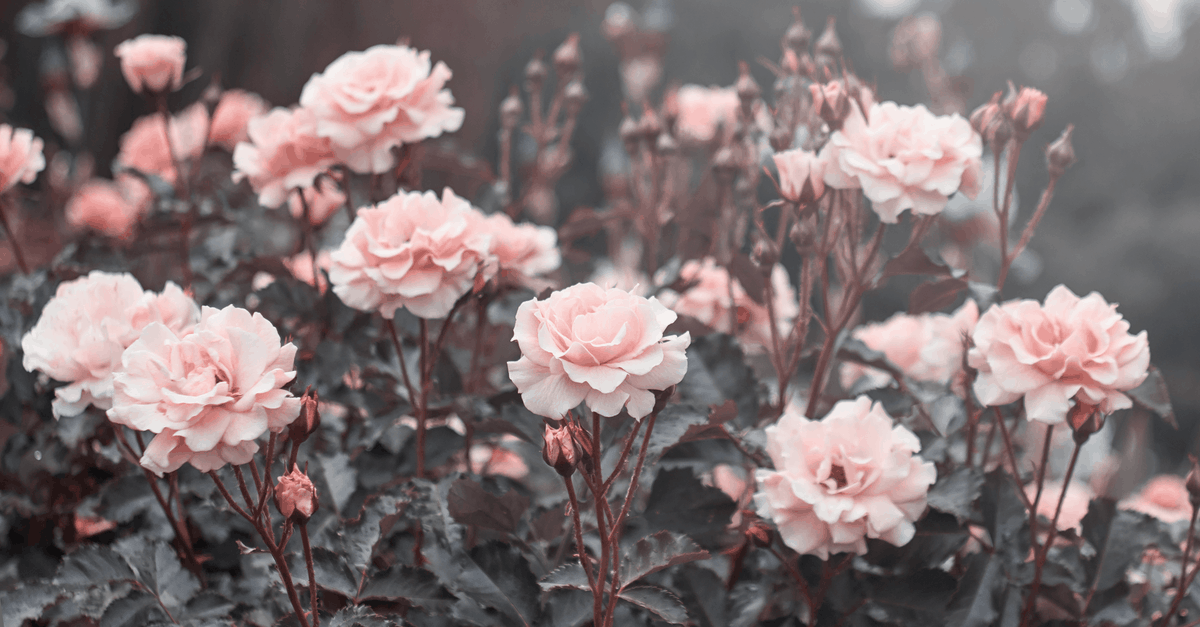 R_06 Rose
