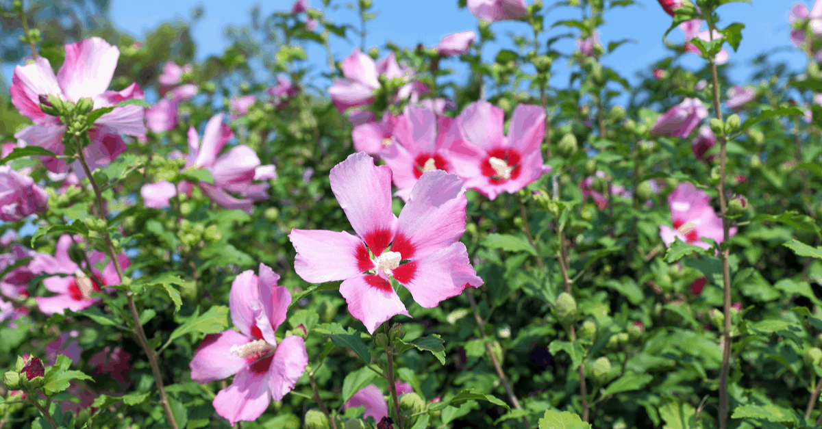 R_07 Rose of Sharon