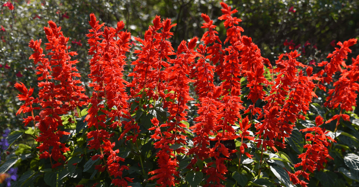 S_02 Salvia Splendens