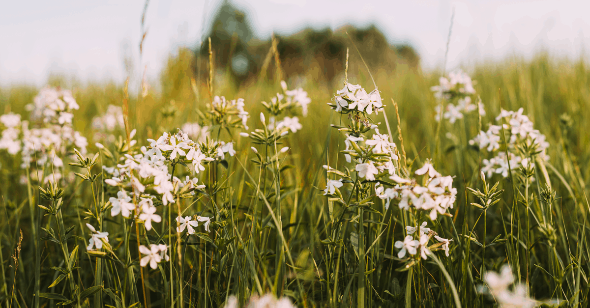S_03 Saponaria