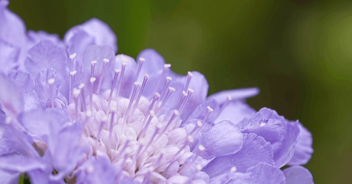 S_04 Scabiosa