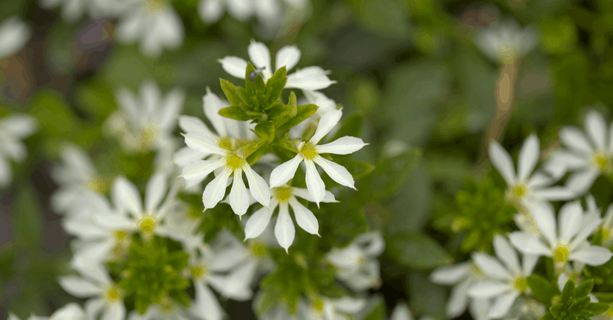 S_05 Scaevola