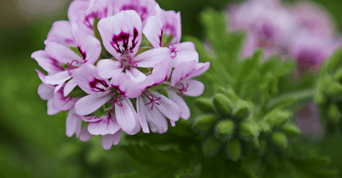 S_06 Scented Geranium