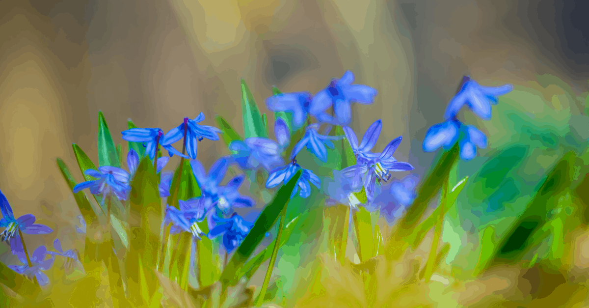 S_07 Scilla