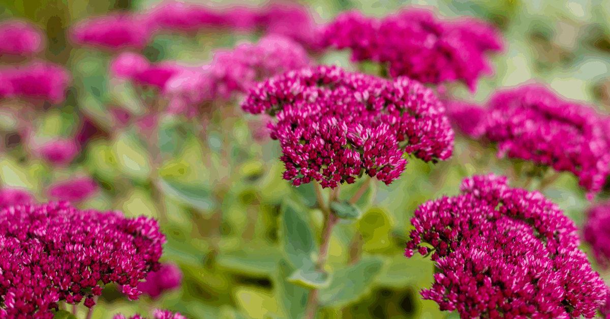 S_08 Sedum