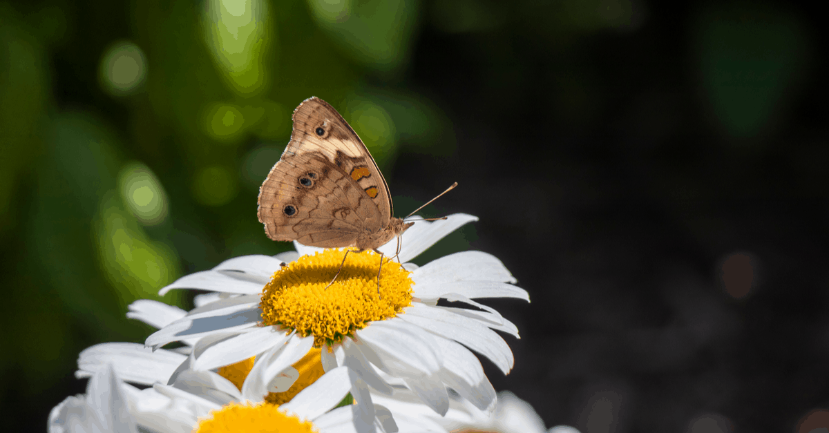 S_09 Shasta Daisy