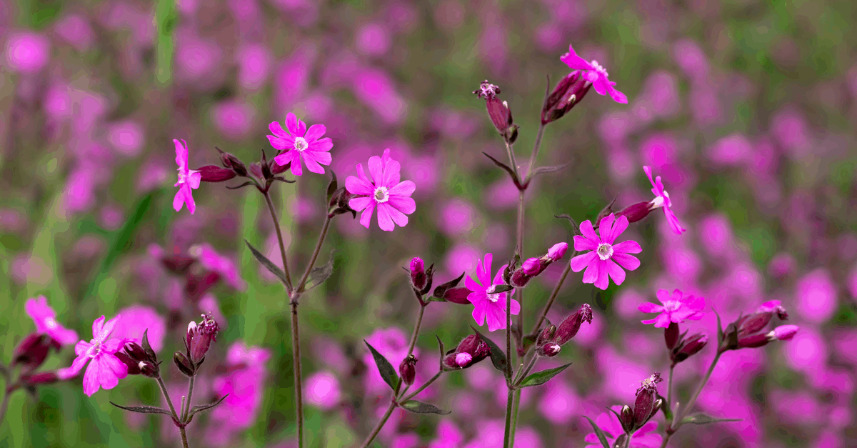 S_10 Silene