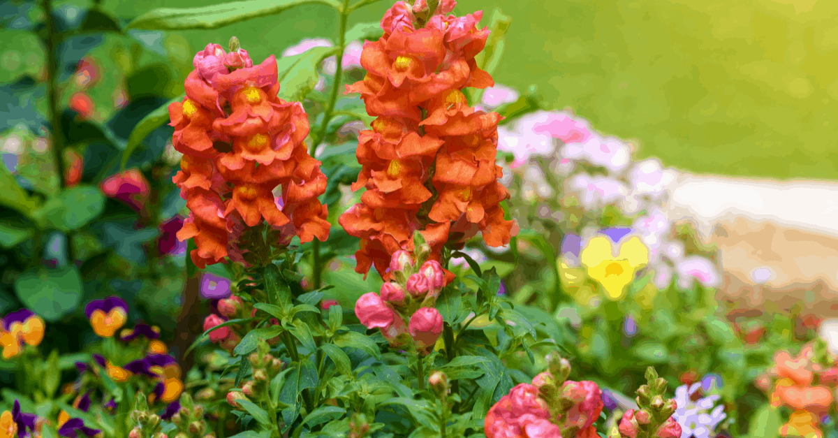 S_11 Snapdragon