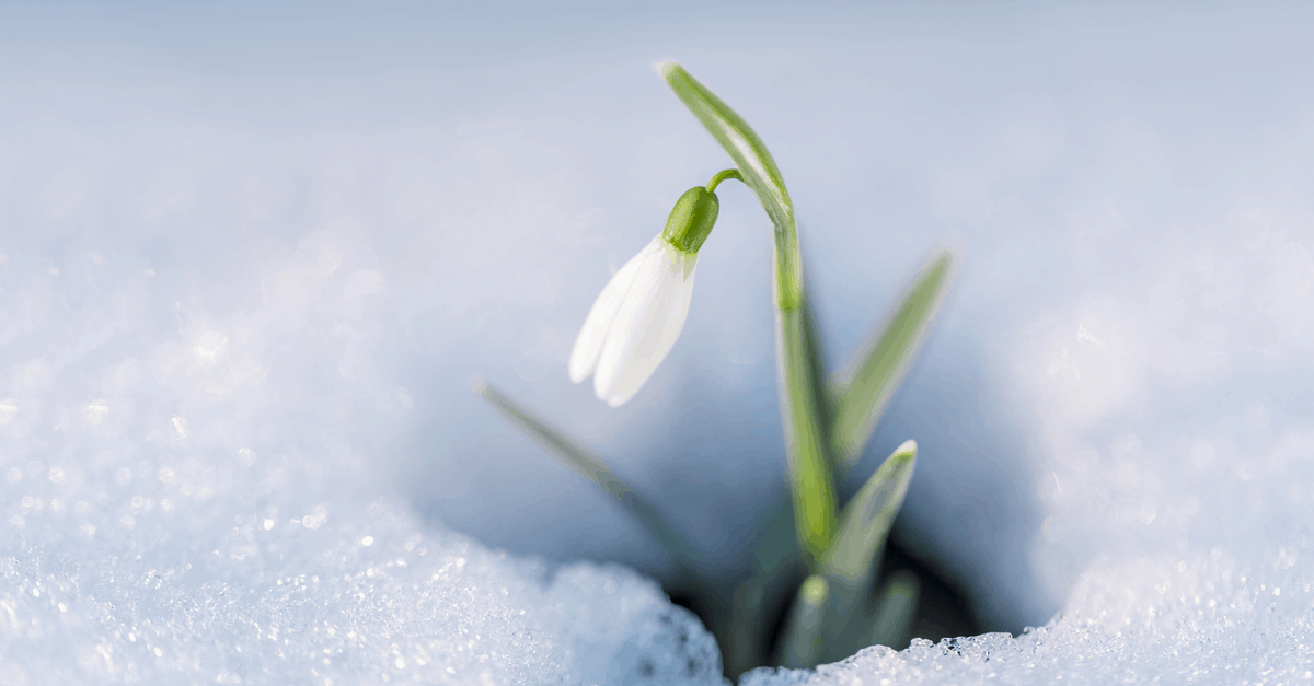 S_12 Snowdrop