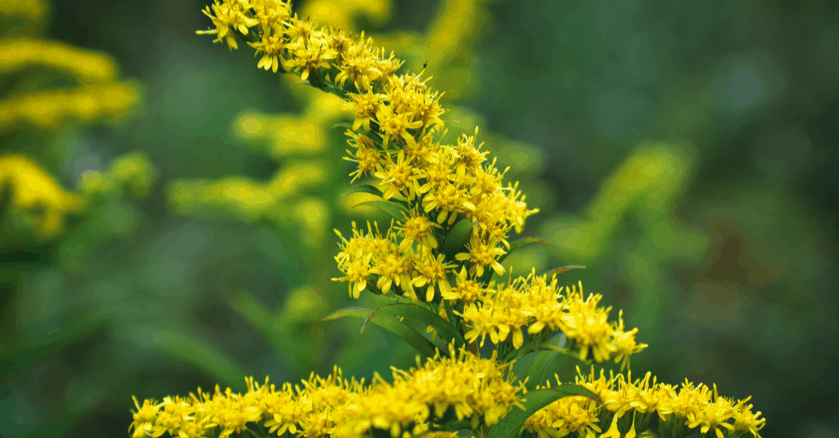 S_14 Solidago