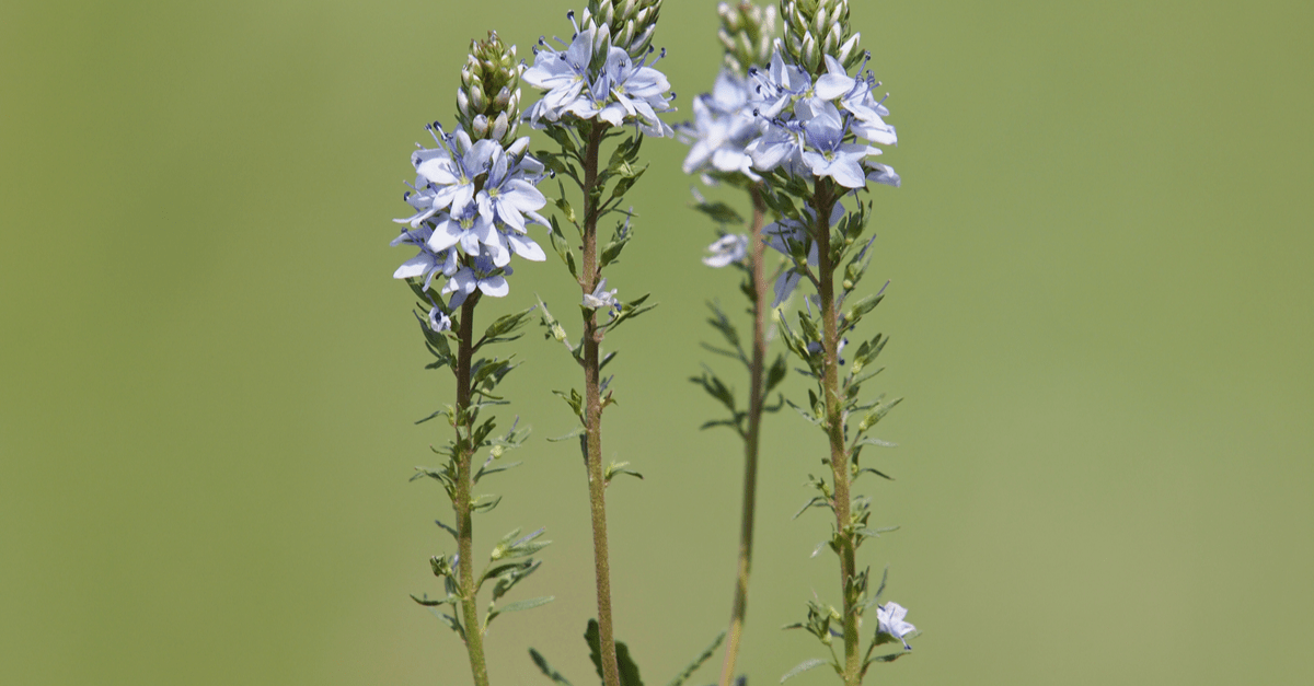 S_15 Speedwell