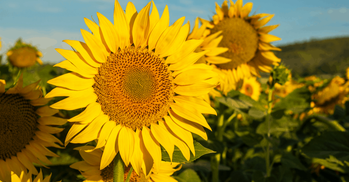 S_18 Sunflower