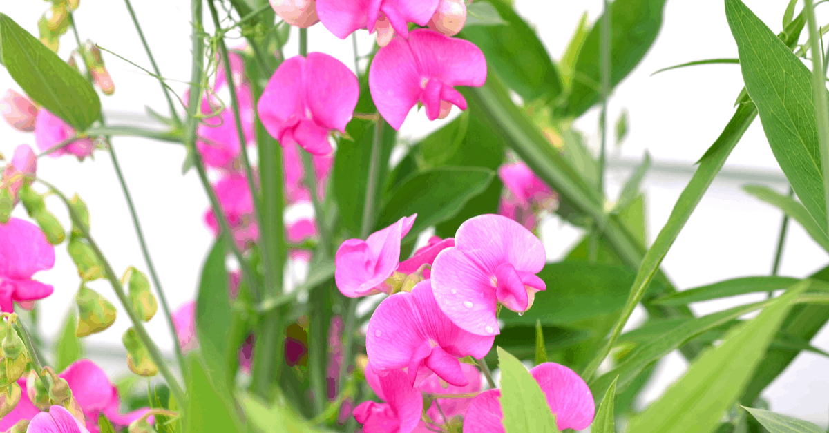 S_19 Sweet Pea