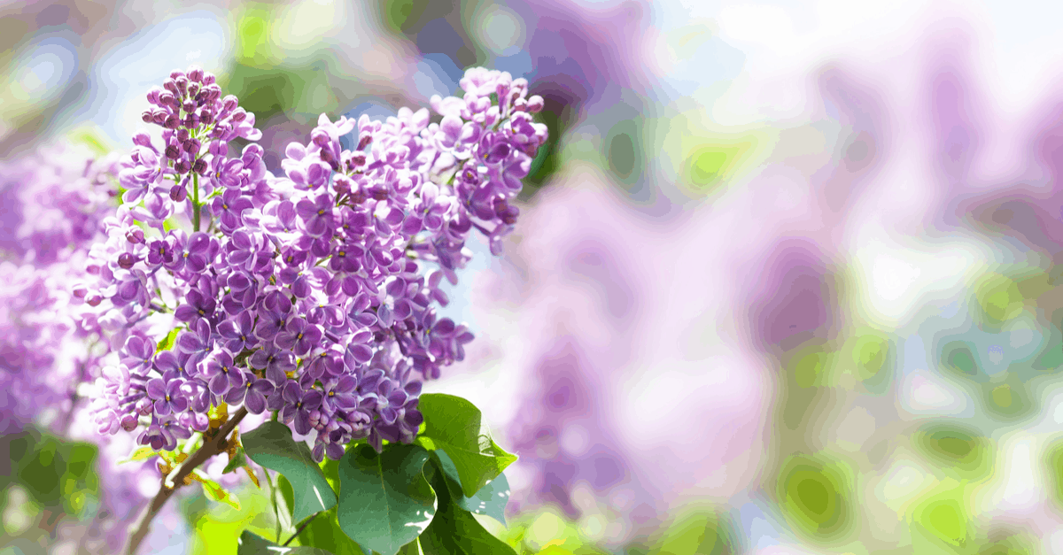 S_20 Syringa
