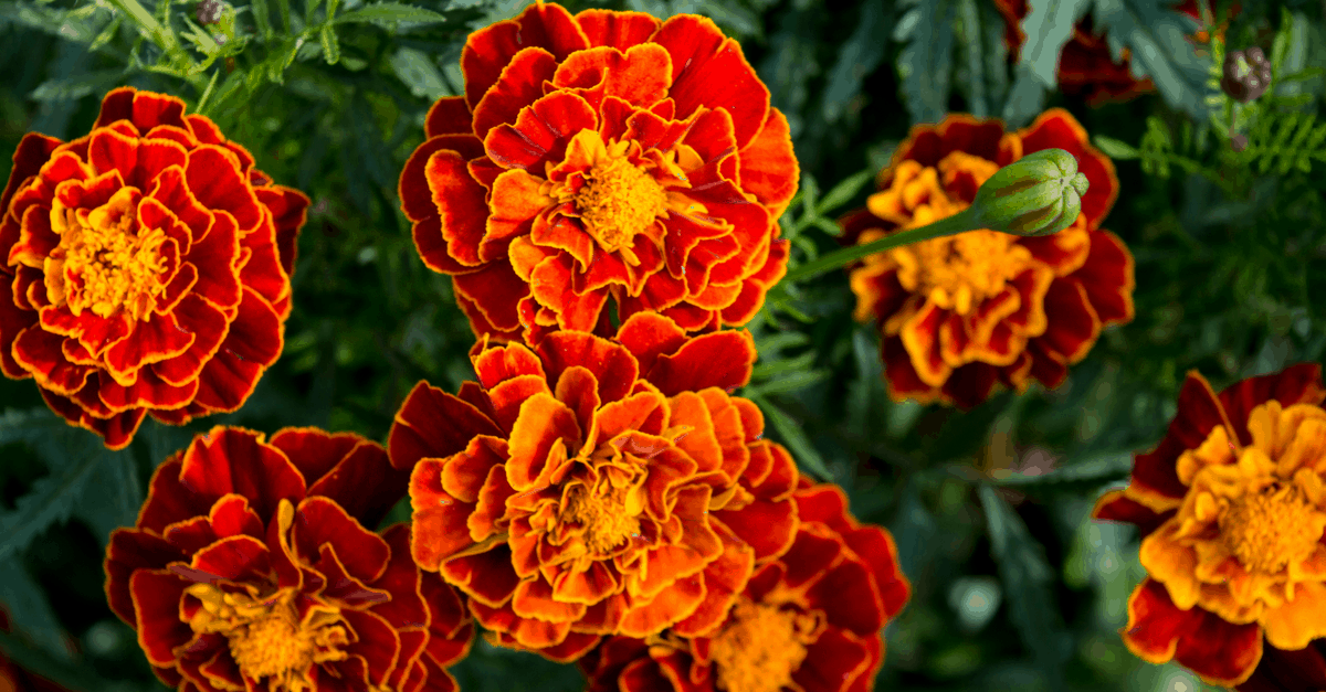 T_02 Tagetes