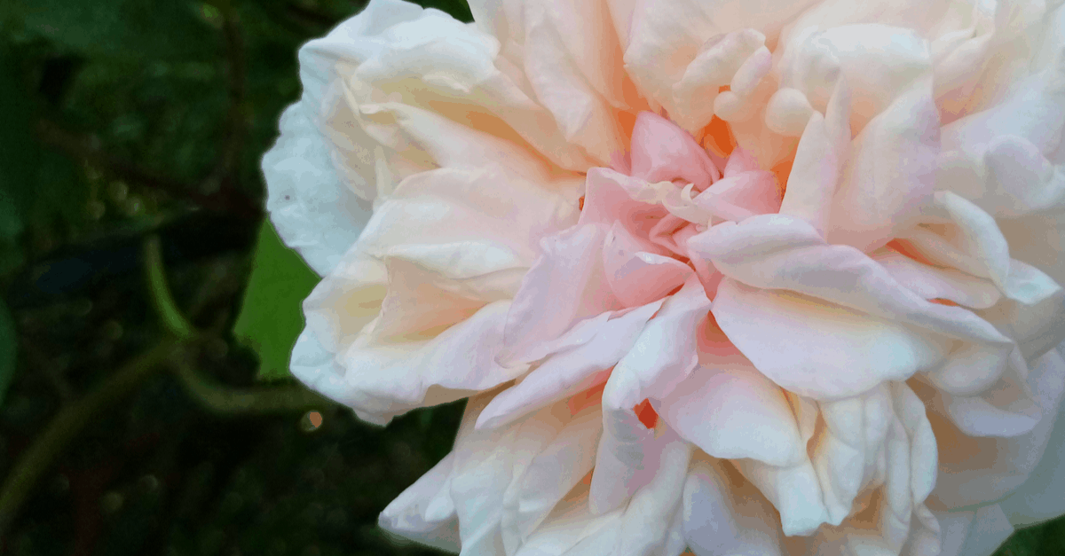 T_03 Tea Rose