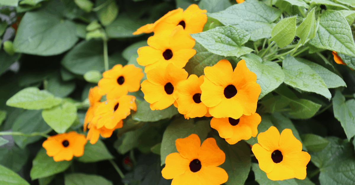 T_04 Thunbergia