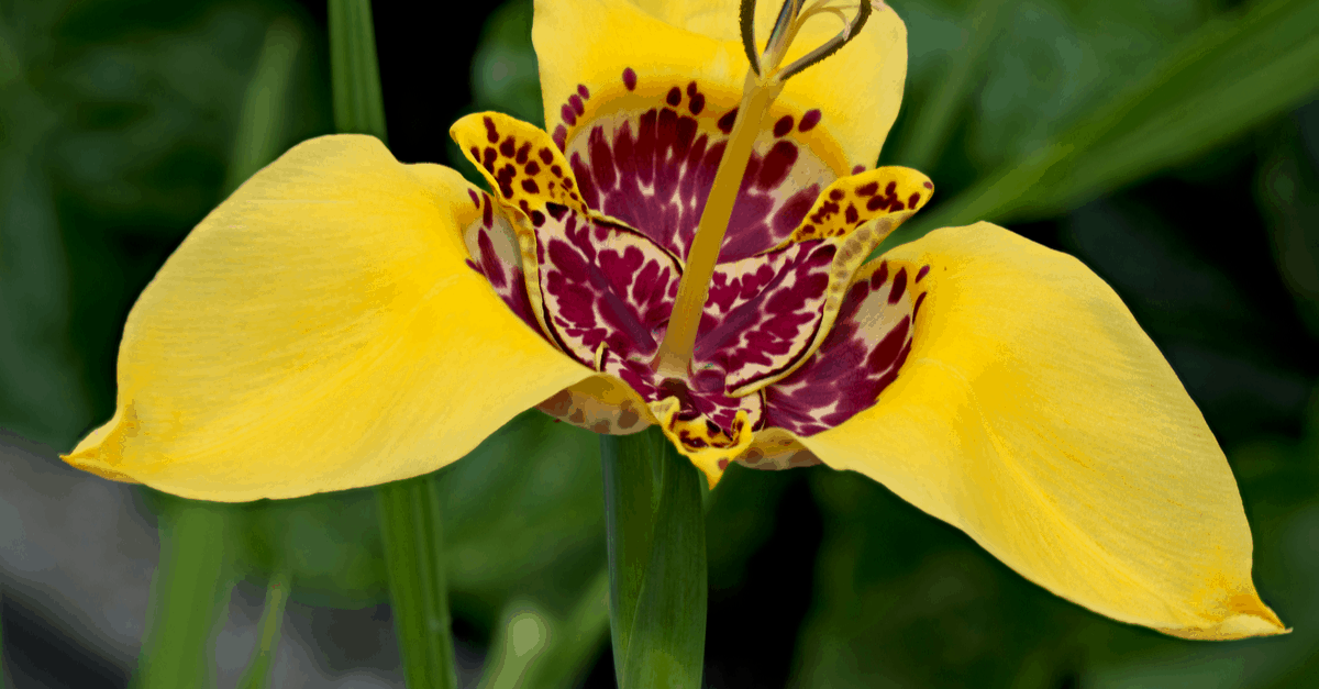 T_05 Tiger Flower