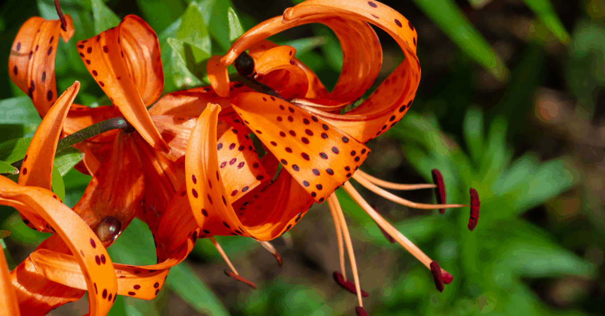 T_06 Tiger Lily
