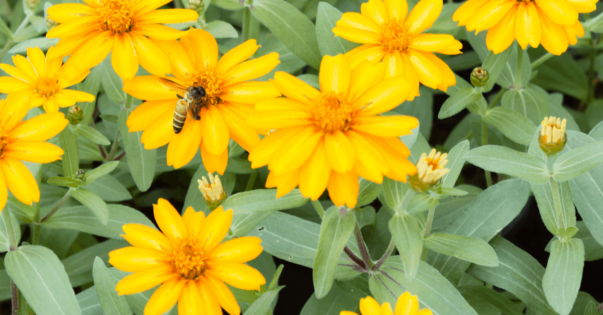 T_07 Tithonia